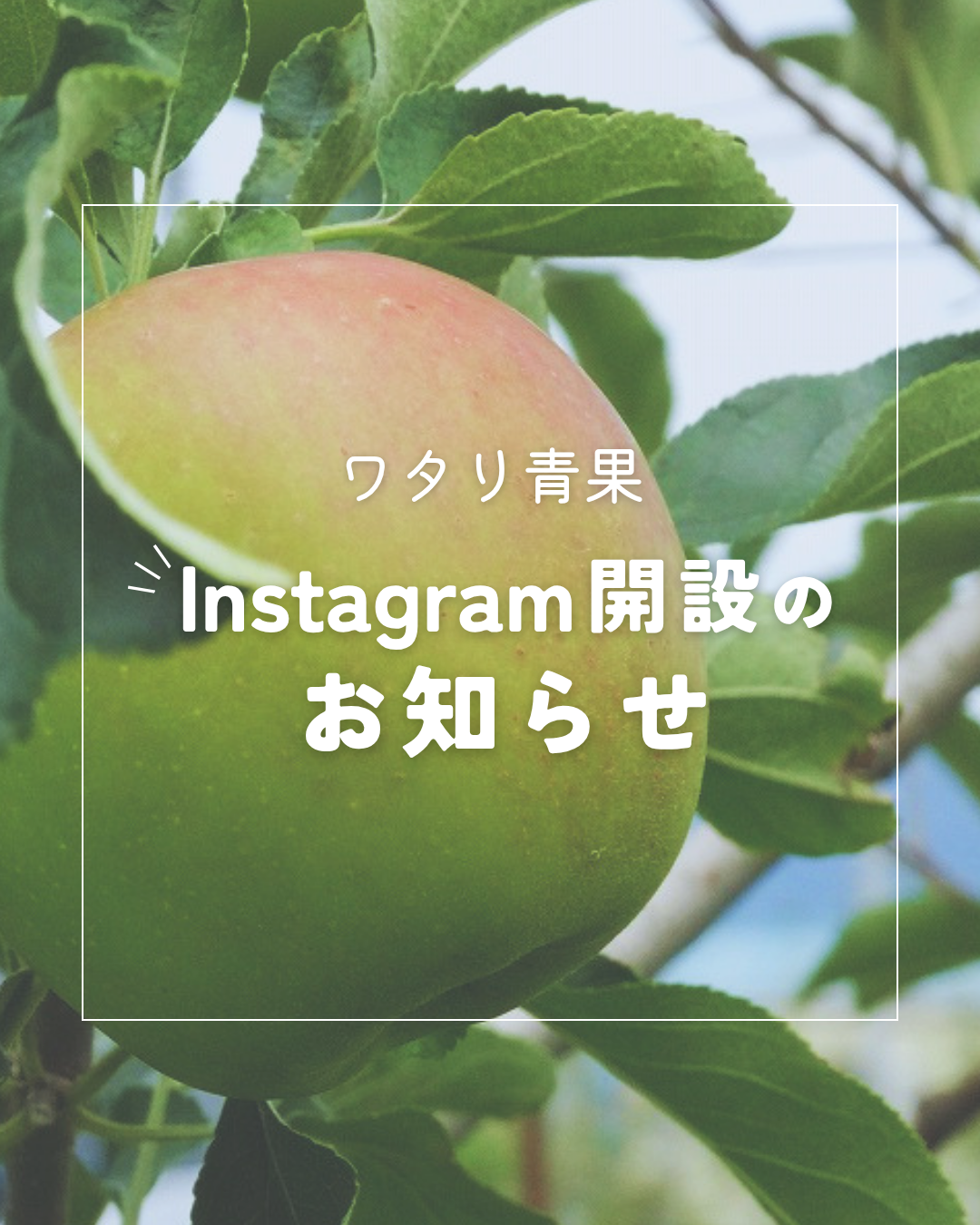 ワタリ青果 公式Instagramのご紹介